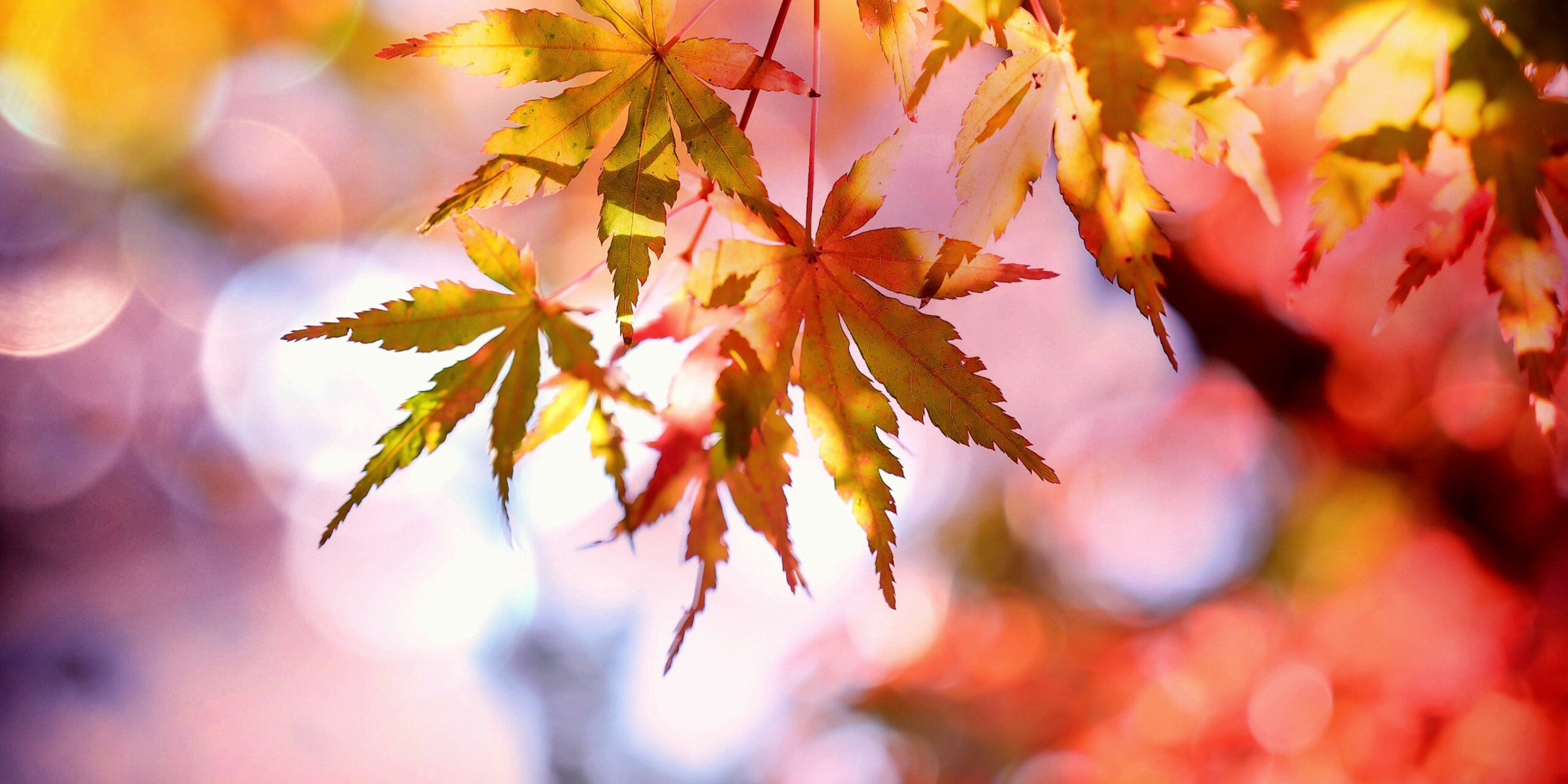 © pixabay_maple_2135514