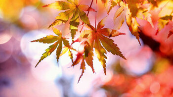 © pixabay_maple_2135514