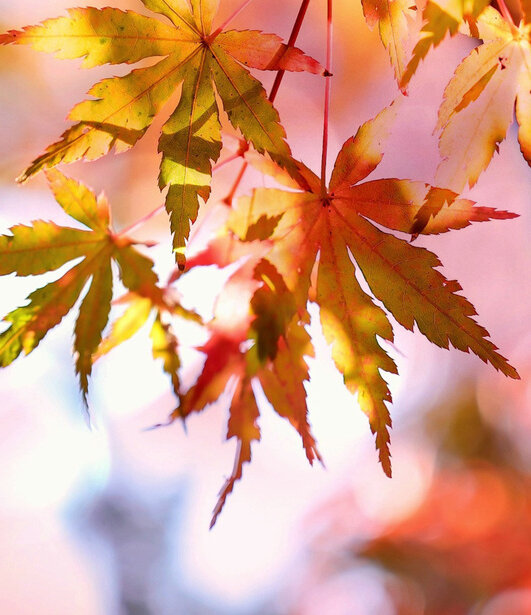 © pixabay_maple_2135514
