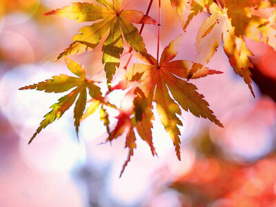 © pixabay_maple_2135514