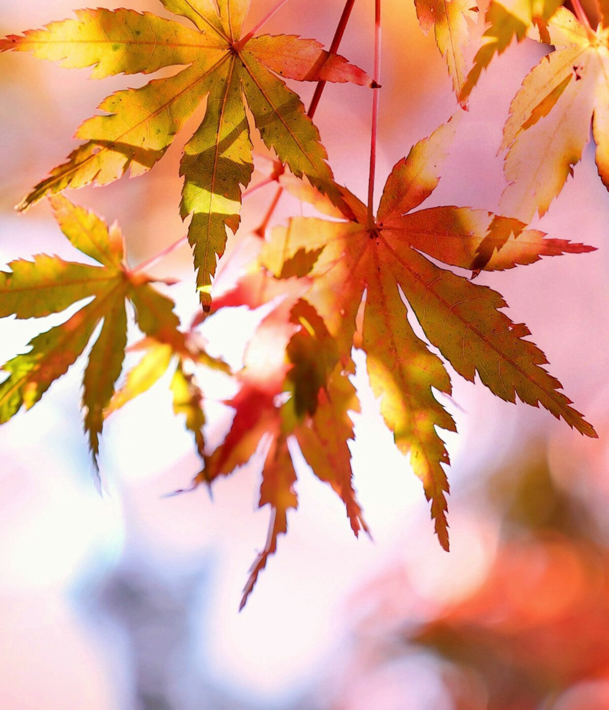 © pixabay_maple_2135514