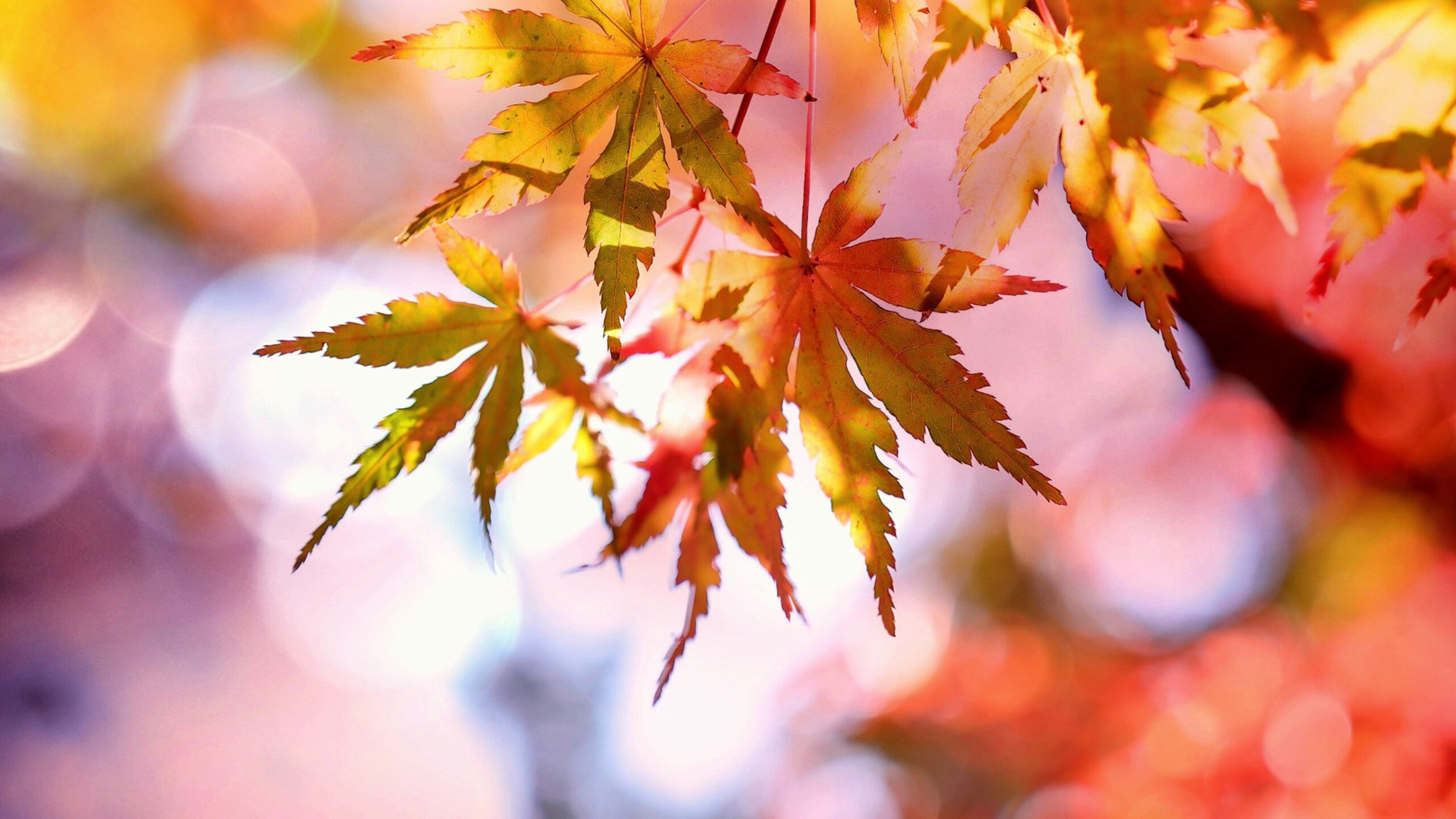 © pixabay_maple_2135514 © pixabay_maple_2135514