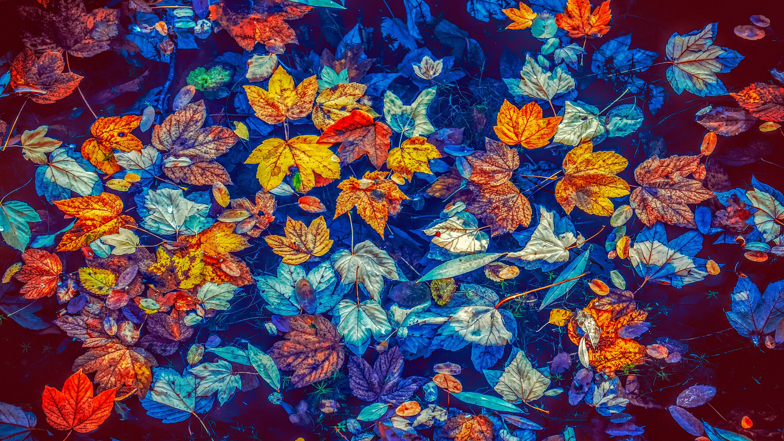 © pixabay - leaves-3744649 © pixabay - leaves-3744649